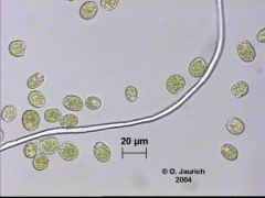 Flagellat Chlamydomonas 1100x HF