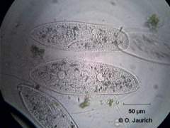 Ohren-Pantoffeltier (Paramecium aurelia) 600x HF