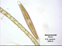 Sigma-Kieselalge Gyrosigma acuminatum 670x HF