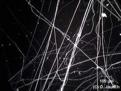 Fäden eines Spinnennetzes 150x DF