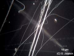Fäden eines Spinnennetzes 600x DF